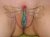 Pussypaint 11