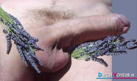 soft lavender