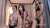 Three hot Tgirls bareback and teasing on camshow